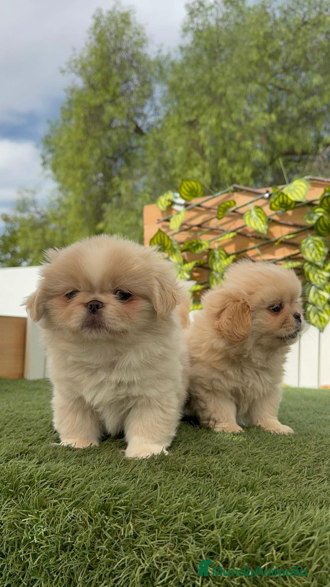 Pekinés perros en venta: PEKINES HEMBRAS - Imagen 13