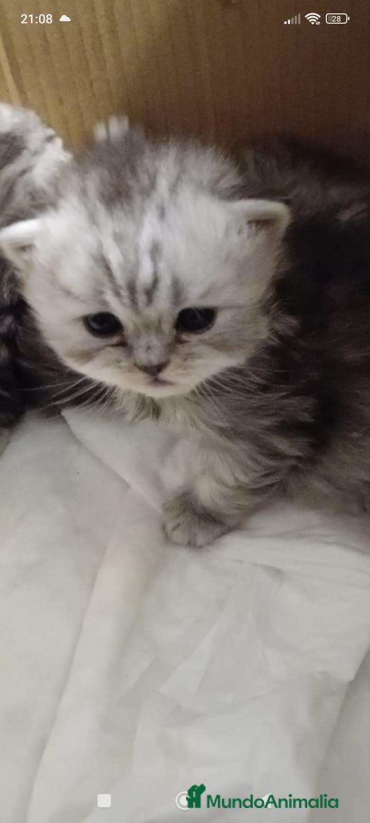 Persa gatos Gatos persas - Anuncio 34