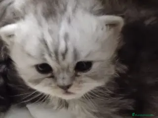 Persa gatos Gatos persas - Anuncio 34