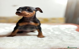Pinscher Miniatura perros en venta: Mini Pincher macho - Imagen 2
