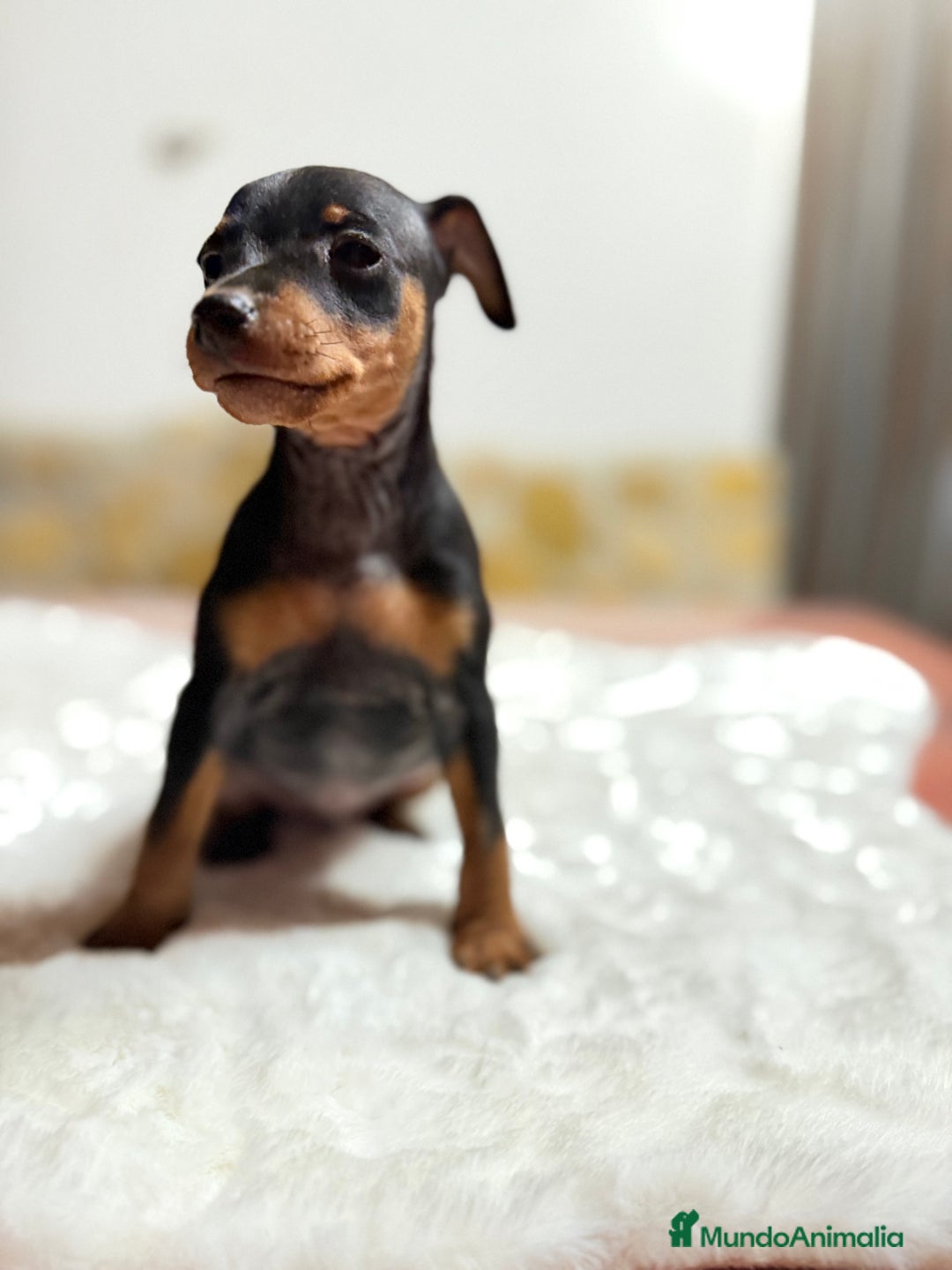 Pinscher Miniatura perros en venta: Mini Pincher macho - Imagen 2