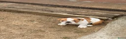 Bulldog Inglés perros en venta: Bulldog inglés de calidad  - Anuncio 9