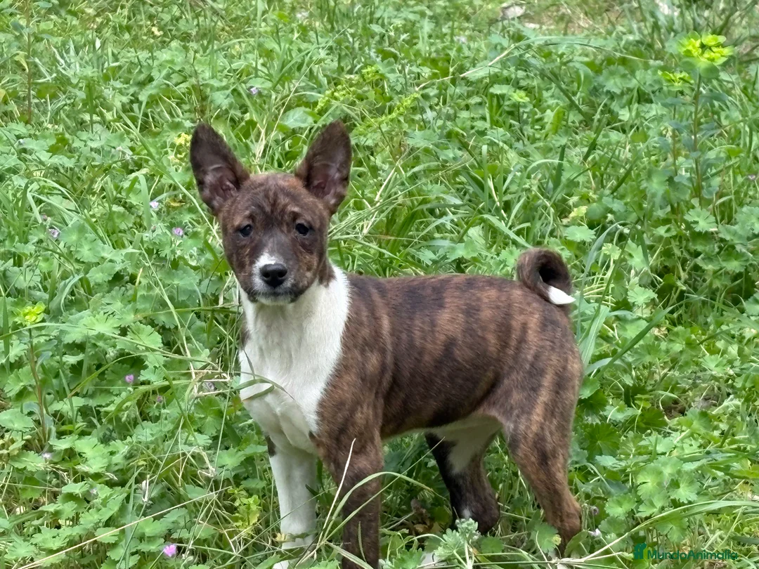Basenji perros en venta: 🐾🐾🐾 BASENJI EXCLUSIVOS 🐾🐾🐾 - Anuncio 1