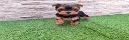 Yorkshire Terrier perros en venta: YORKSHIRE TOY  - Anuncio 2