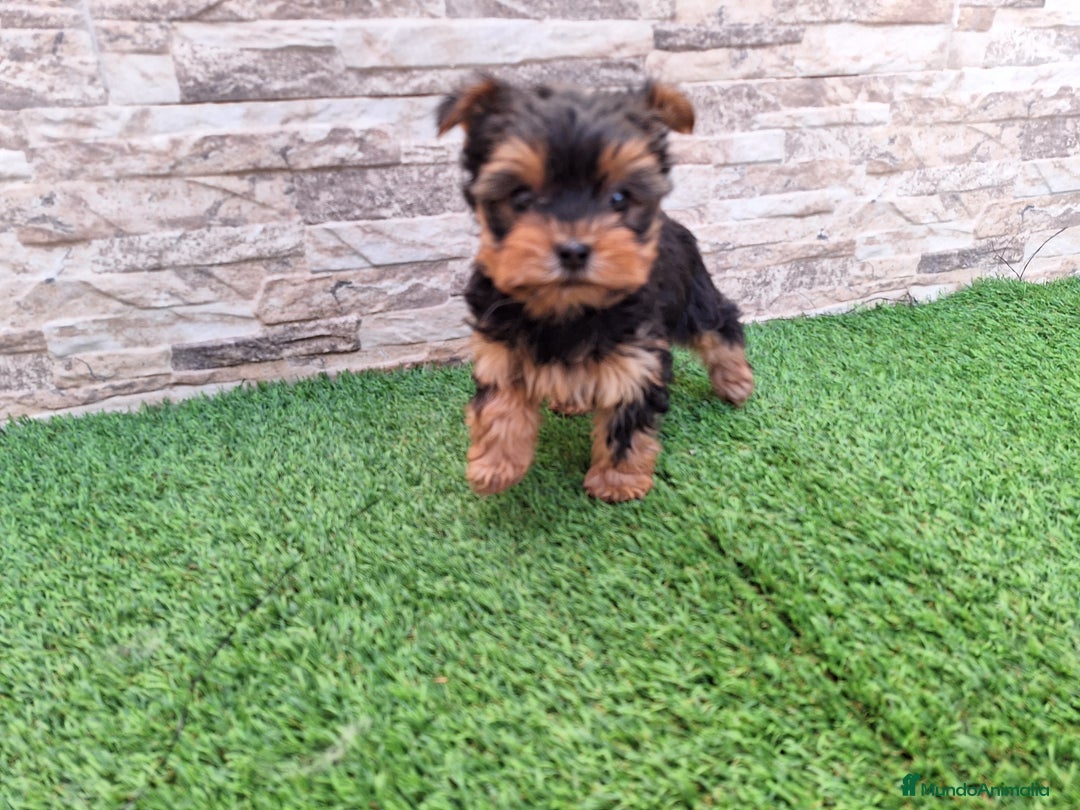 Yorkshire Terrier perros en venta: YORKSHIRE TOY  - Anuncio 2