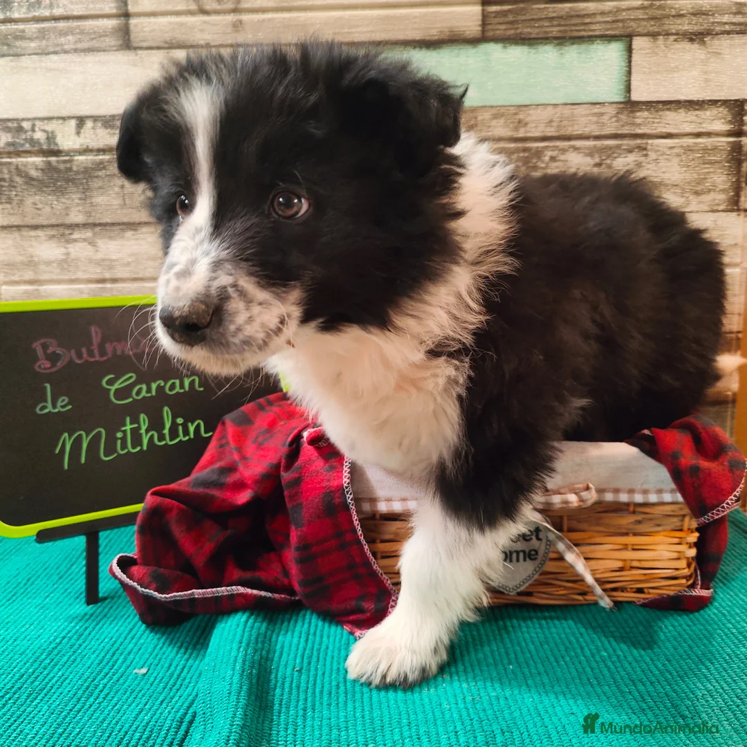 Border Collie perros en venta: Border collie blanco/negro disponibles - Anuncio 7
