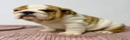 Bulldog Inglés perros en venta: BULLDOG INGLÉS  - Anuncio 3