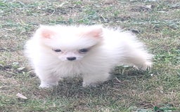 Spitz pequeño - Kleinspitz perros en venta: Kleinspitz pomerania  - Imagen 2