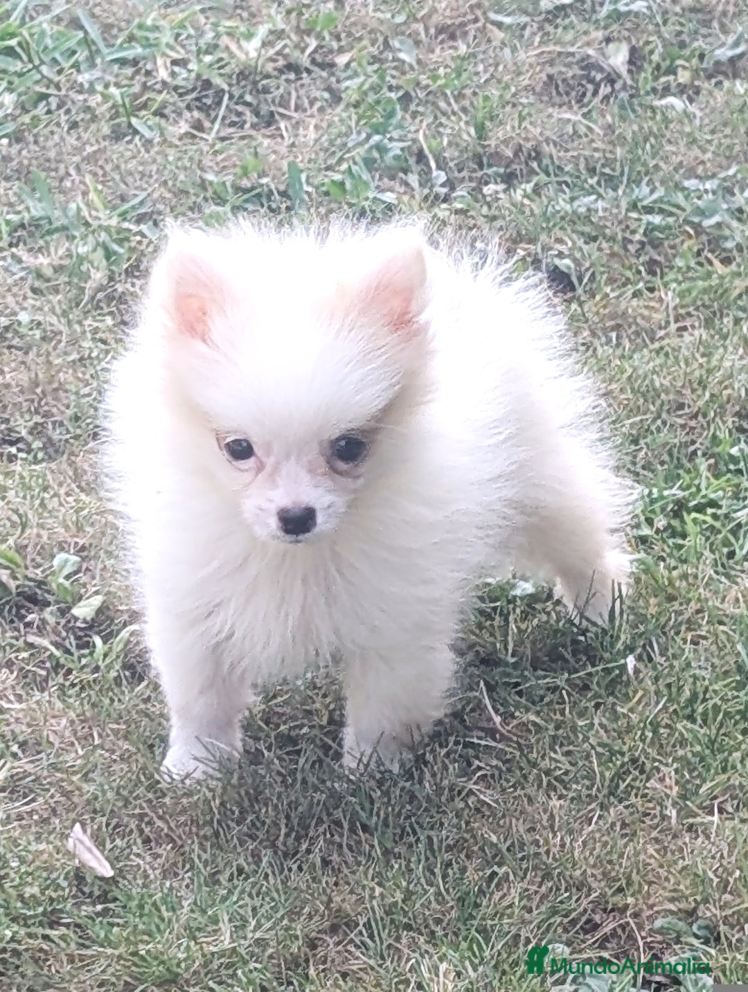 Spitz pequeño - Kleinspitz perros en venta: Kleinspitz pomerania  - Imagen 2