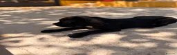 Cane Corso perros en venta: Cane corso negro  - Anuncio 2
