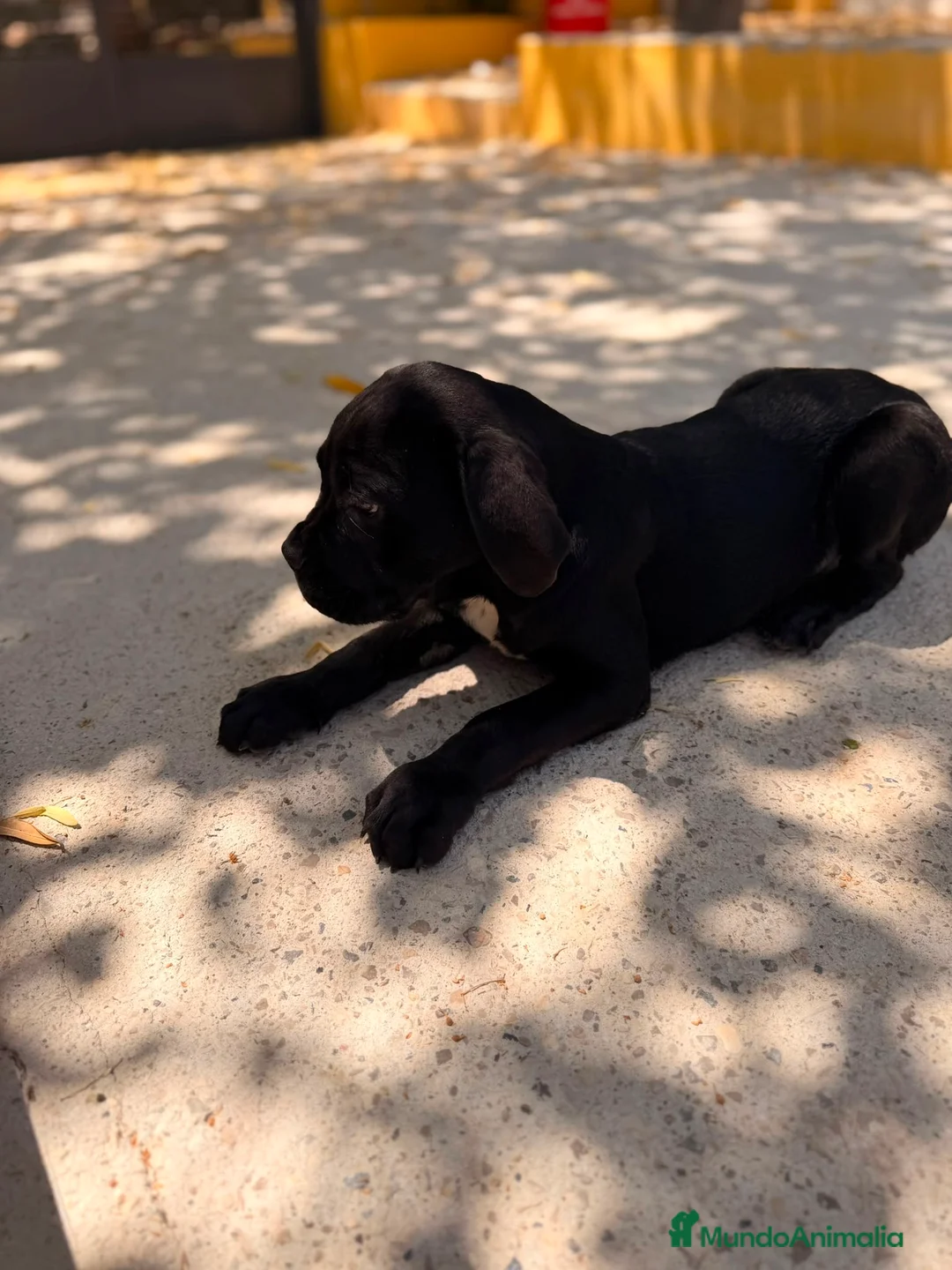 Cane Corso perros en venta: Cane corso negro  - Anuncio 2