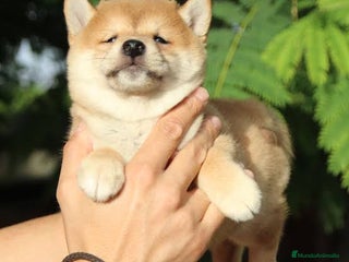 Shiba Inu perros Shiba Inu bebes preciosos - Anuncio 2
