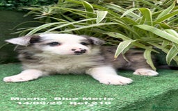 Border Collie perros en venta: Border Collie Blue Merle - Imagen 3