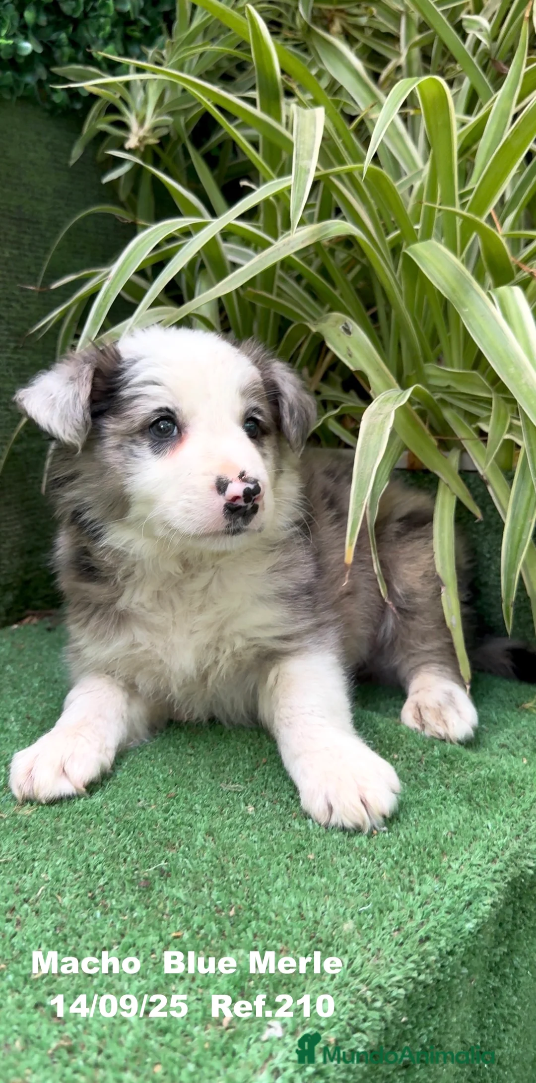 Border Collie perros en venta: Border Collie Blue Merle - Anuncio 3
