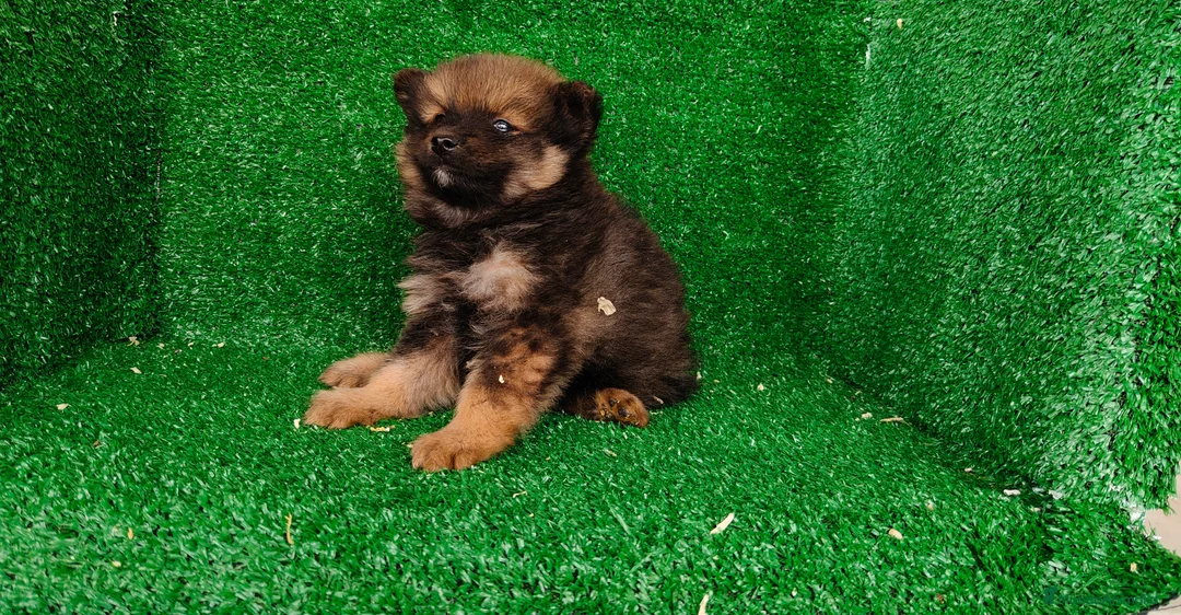 Pomerania perros en venta: Pomerania  - Anuncio 14