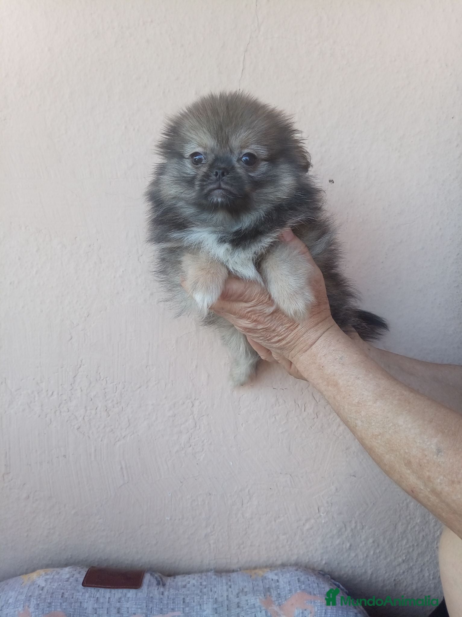 Pekinés perros Pekines - Anuncio 34