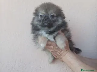Pekinés perros Pekines - Anuncio 34