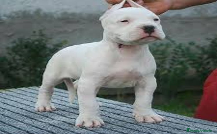 Dogo Argentino perros - Anuncio 1