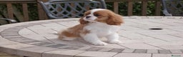 Cavalier King Charles Spaniel perros en venta: Cavalier puppy - Anuncio 3