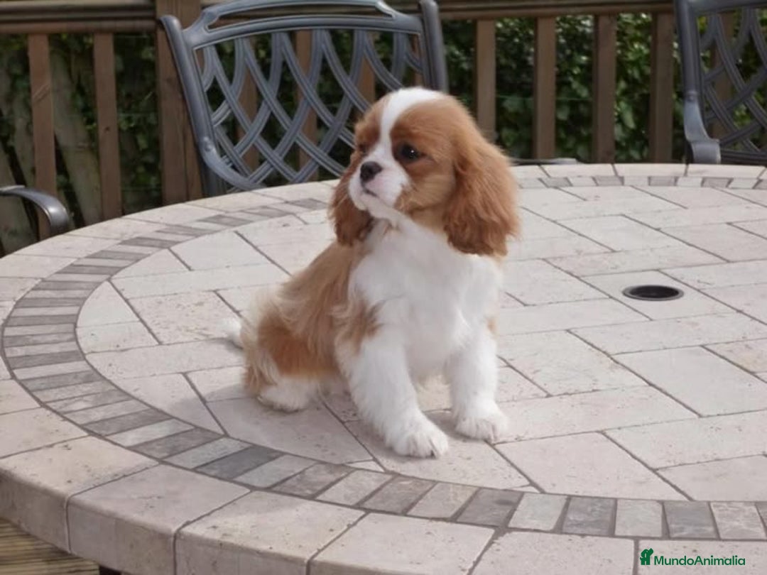 Cavalier King Charles Spaniel perros en venta: Cavalier puppy - Anuncio 3