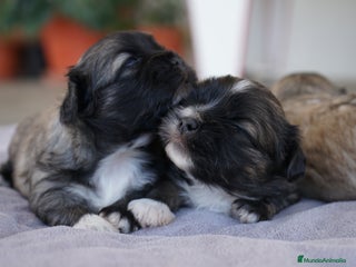 Maltipoo perros - Anuncio 3