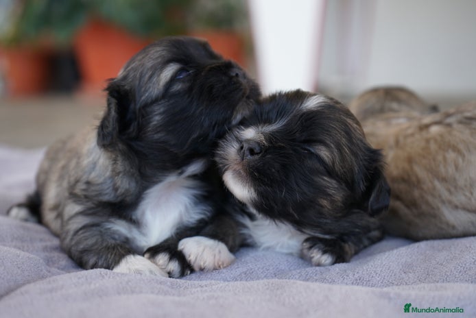 Maltipoo perros - Anuncio 11