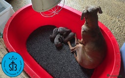 Pequeño Lebrel Italiano perros en venta: PICCOLO LEBREL ITALIANO PEDEGREE (LOE) - Imagen 1