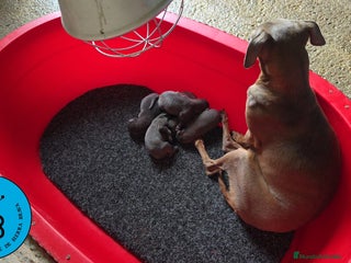 Pequeño Lebrel Italiano perros - Anuncio 2