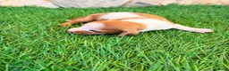 Teckel Miniatura perros en venta: Teckel miniatura bicolor  - Anuncio 4
