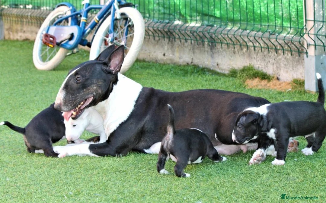 Imagen de galería {{count}}