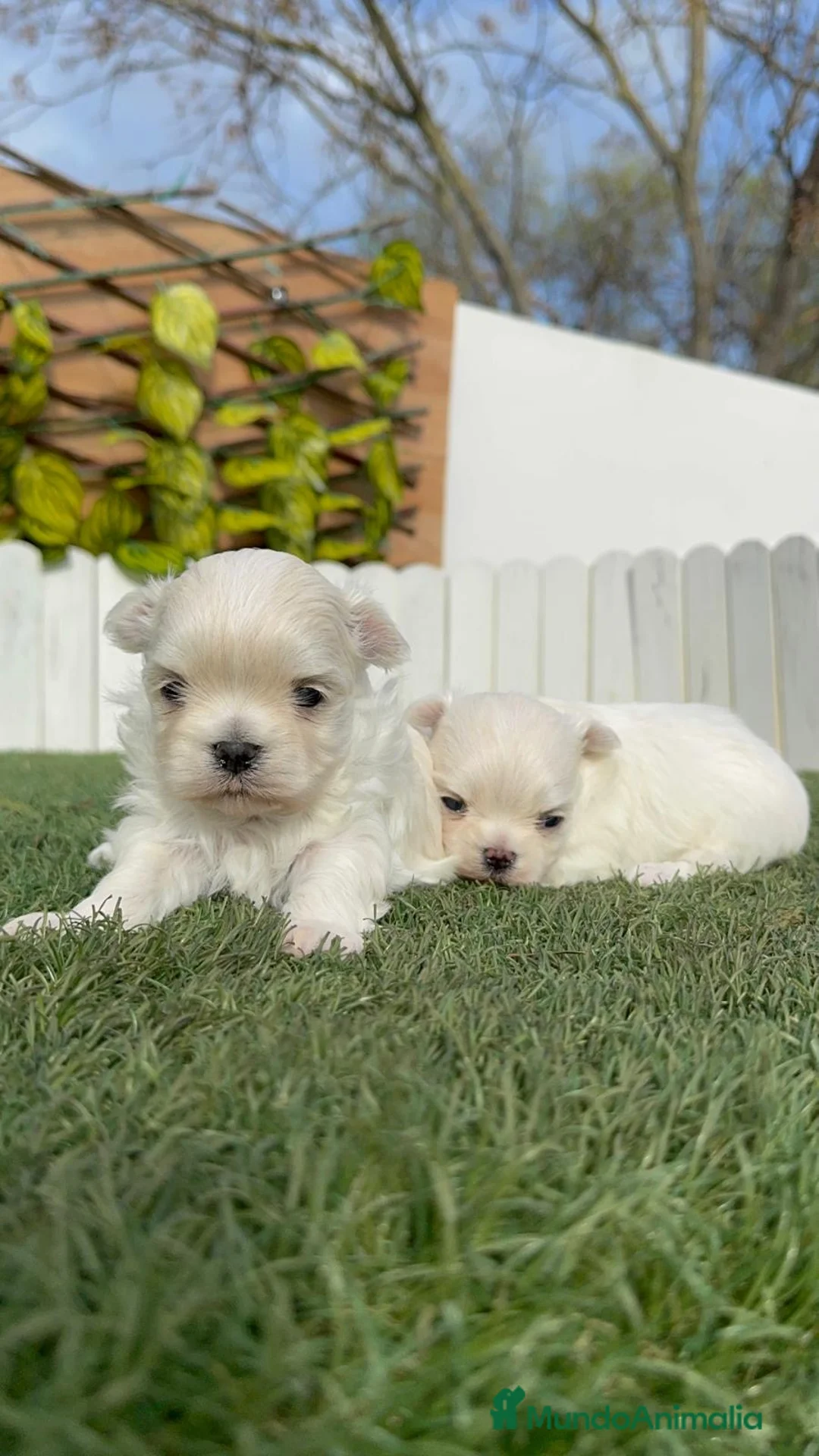 Bichón Maltés perros en venta: BICHÓN MALTÉS COREANO - Anuncio 2