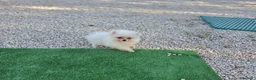 Pomerania perros en venta: Pomerania blanca hembra - Anuncio 1