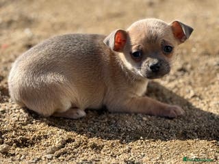 Chihuahua perros Chihuahua - Anuncio 4
