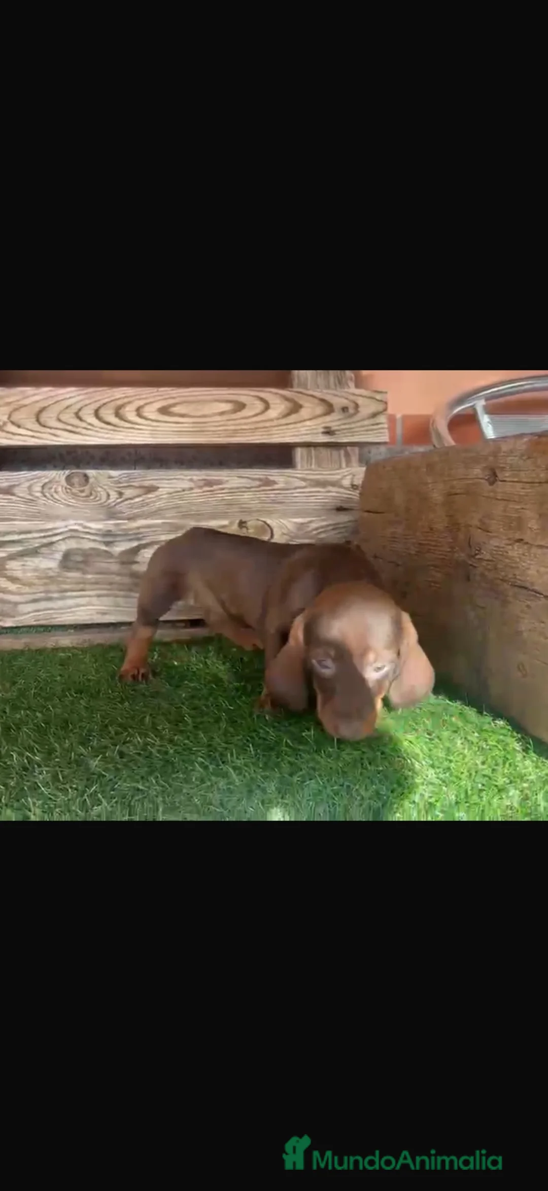 Teckel perros en venta: Teckel toy - Anuncio 2