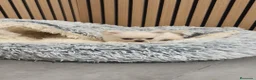 Chihuahua perros en venta: Chihuahua Toy Blanco Perla pelo largo  - Anuncio 12