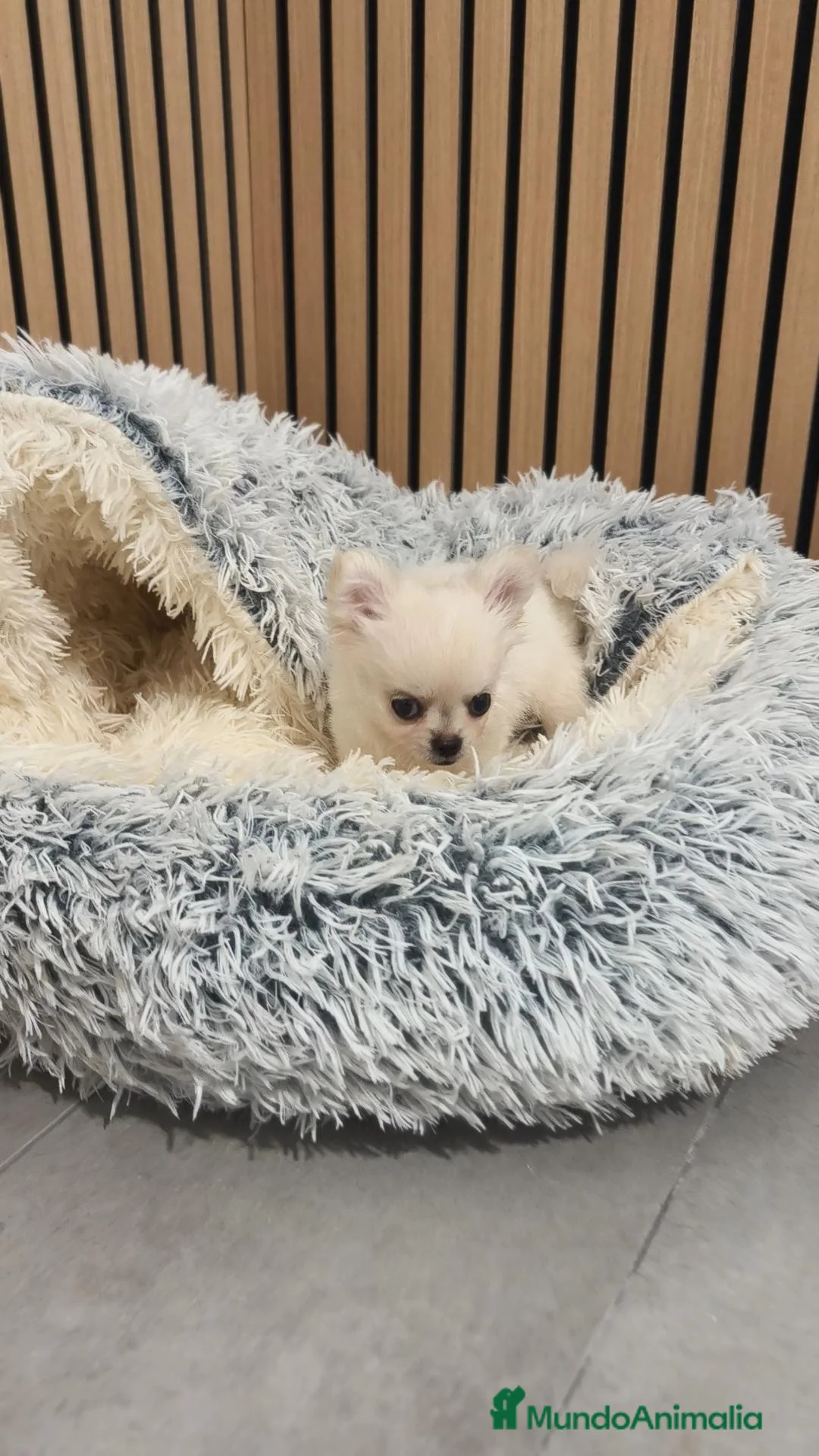Chihuahua perros en venta: Chihuahua Toy Blanco Perla pelo largo  - Anuncio 12