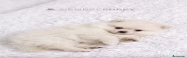 Pomerania 2