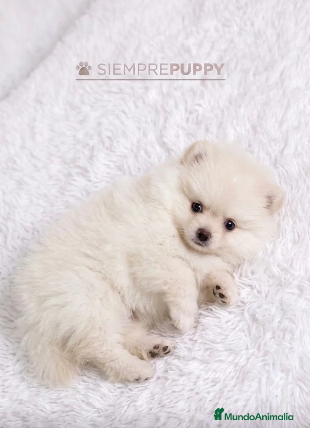 Pomerania perros en venta: POMERANIA MINI TOY LULÚ - Anuncio 2