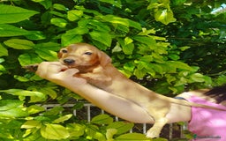 Teckel perros en venta: TECKEL CALIDAD Y SELECCIÓN  - Imagen 1