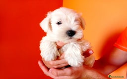 Schnauzer Miniatura perros en venta: Espectacular schnauzer mini blanca - Imagen 3