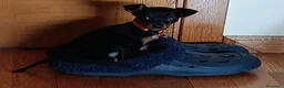 Pinscher Miniatura perros en venta: Pincher miniatura - Anuncio 3