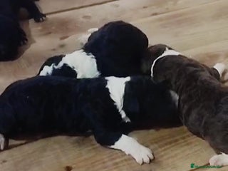 Perro de Agua Español perros Espectacular camada - Anuncio 11