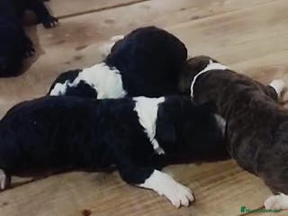 Perro de Agua Español perros Espectacular camada - Anuncio 29