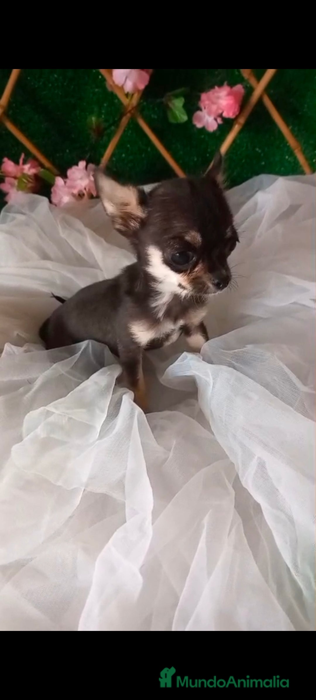 Chihuahua perros en venta: Hembra de chihuahua  - Imagen 2
