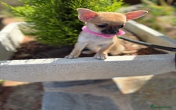 Chihuahua perros en venta: Chihuahuas hembra disponible!!! - Imagen 6