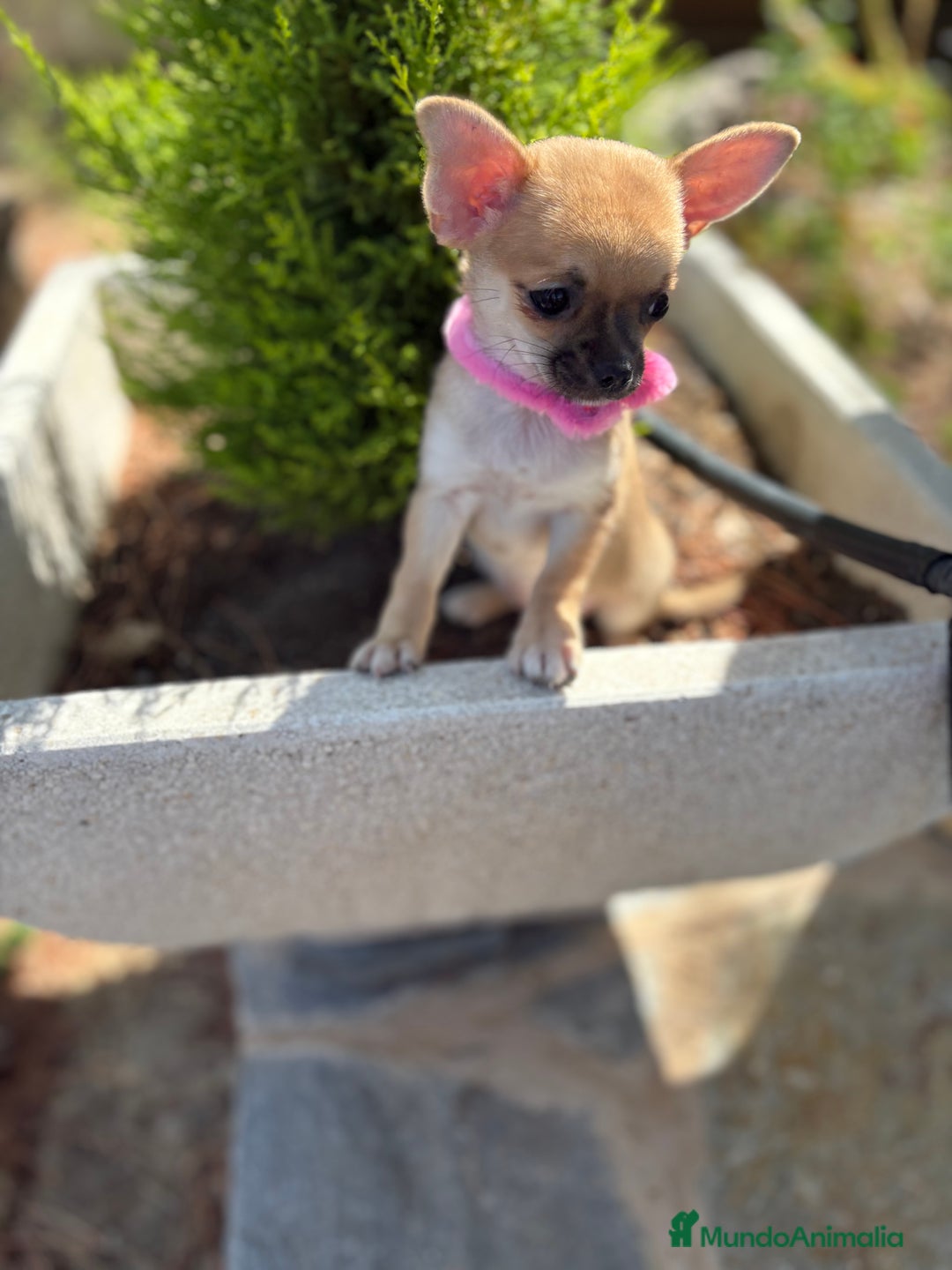Chihuahua perros en venta: Chihuahuas hembra disponible!!! - Imagen 6