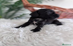 Cocker Spaniel Inglés perros en venta: COCKER SPANIEL INGLES - Imagen 13