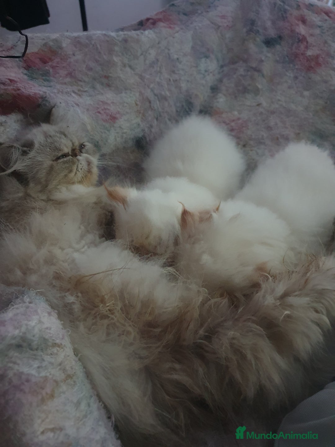 Himalayo gatos en venta: CACHORROS PERSAS HIMALAYOS  - Anuncio 5