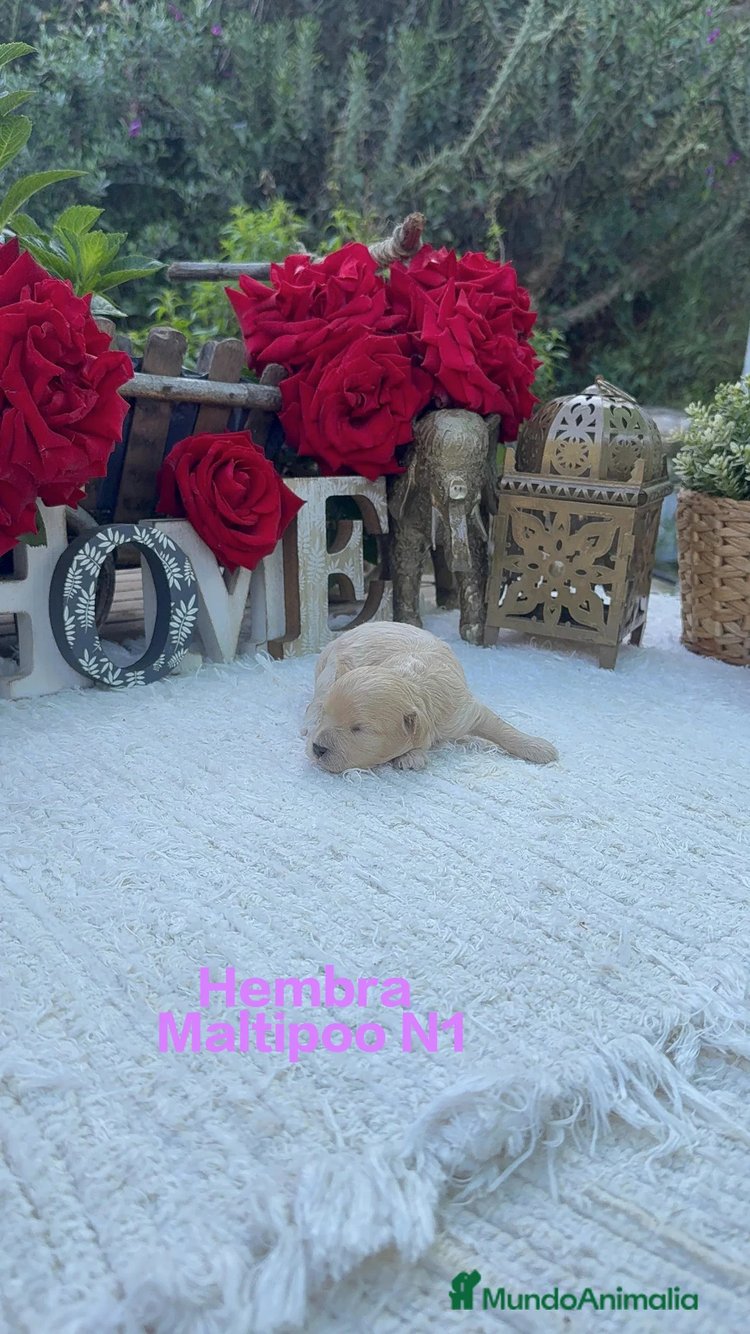 Maltipoo perros en venta: Maltipoo Toy preciosos Cachorros super peques  - Anuncio 2