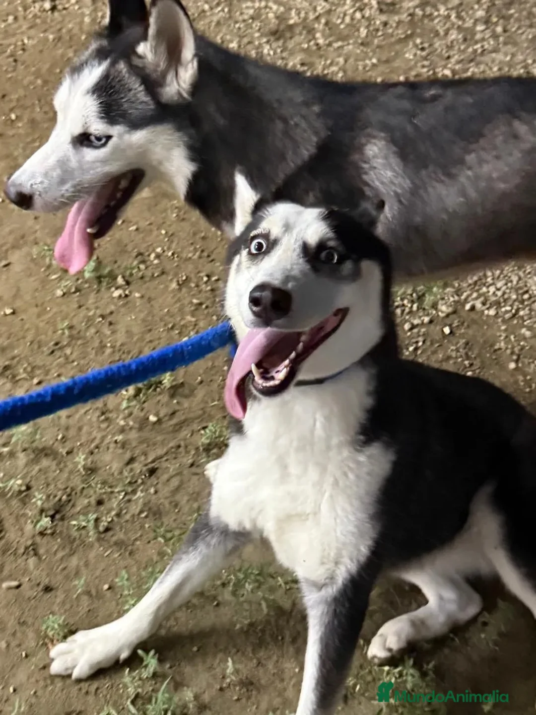 Husky Siberiano perros en venta: HUSKY ESPAÑA  - Anuncio 2